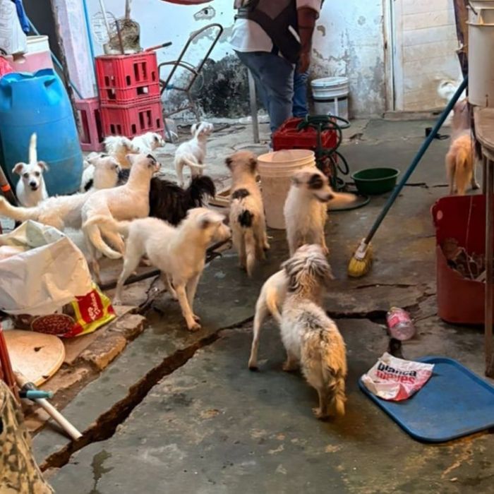 Rescatan a 42 perros en Coatzacoalcos tras cateo por presunto maltrato