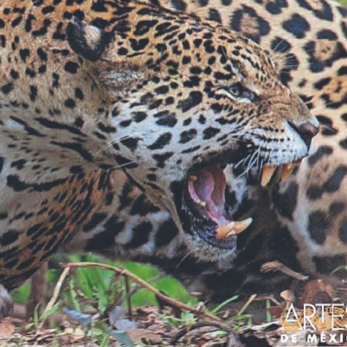 Artes de México publica dos nuevos títulos como apuesta por sus lectores