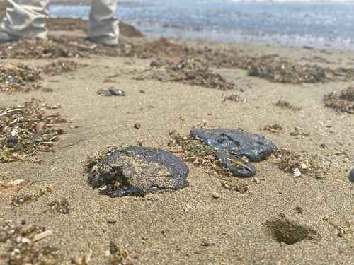 Chapopote continúa arribando a playas de Coatzacoalcos y pone en riesgo a tortugas marinas