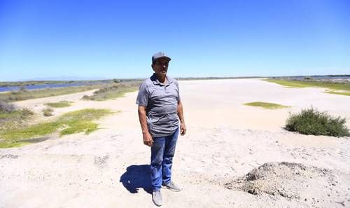 Crisis en la camaronicultura de Eldorado, Sinaloa: granjas detienen producción por bajos precios y problemas sanitarios