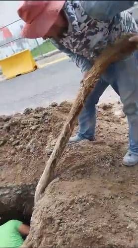 Sapase extrae raíz de 21 metros que obstruía tubería en Valle de Anáhuac, Ecatepec