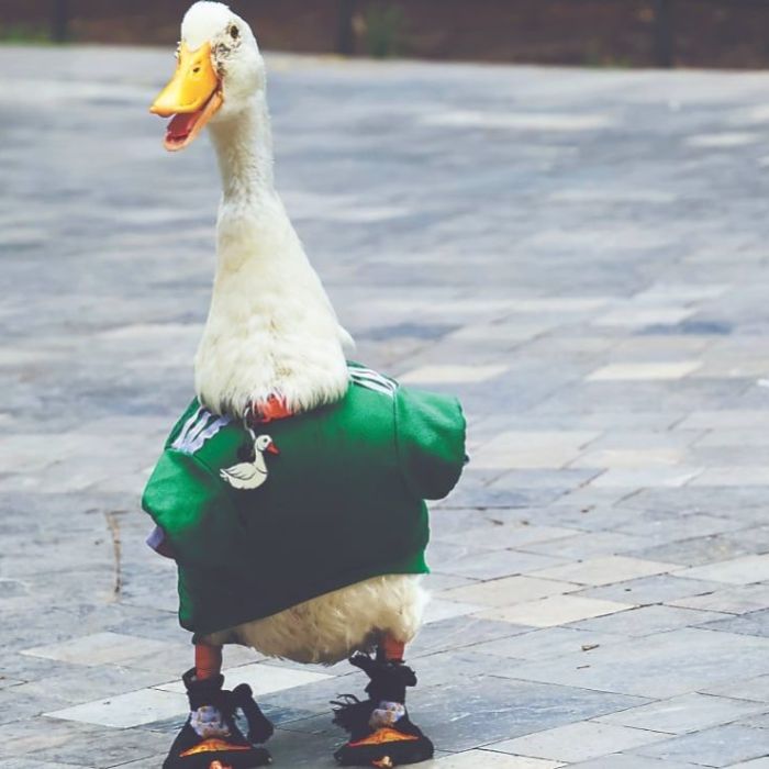 IMPI reconoce como marca registrada al “Pato Merlín”