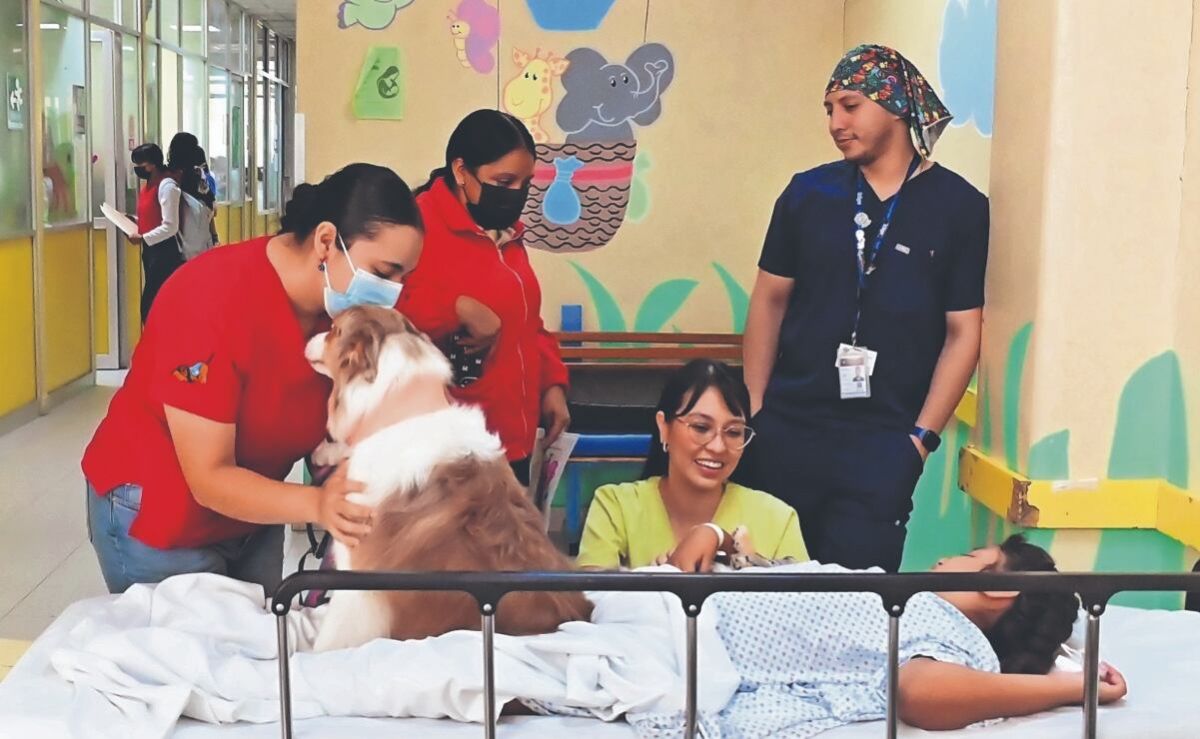 lomitos-disminuyen-el-estres-en-ninos-hospitalizados-programa-del-instituto-nacional-de-pediatria-supera-2700-atenciones