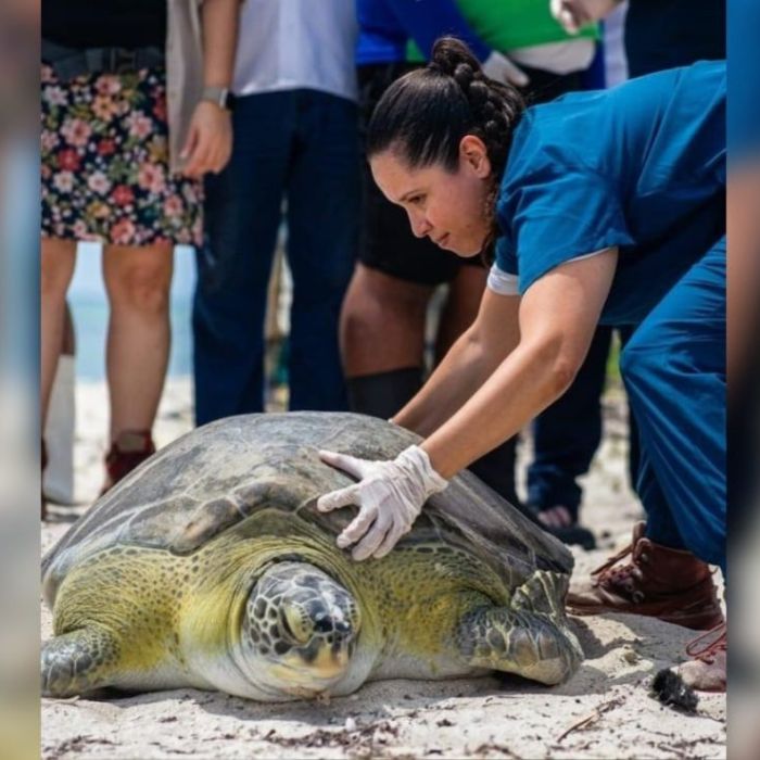Tras un año en rehabilitación, la tortuga “Verdín” vuelve al mar en Yucatán