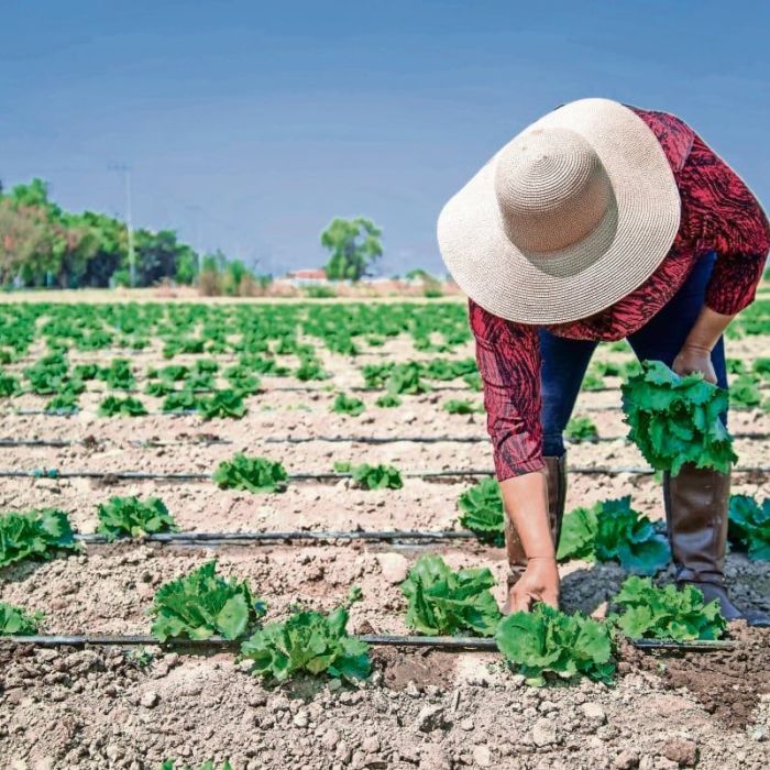 Taylor Farms suspenderá la cosecha de lechuga procedente de México durante la temporada de Cyclospora